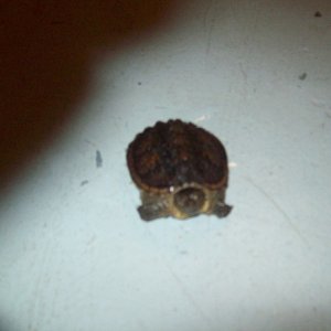 snapper 1