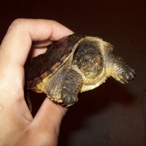 snapper 2