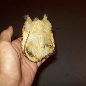 snapper2