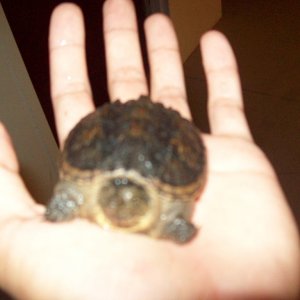 snapper1