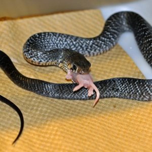 09_hatchling_for_sale