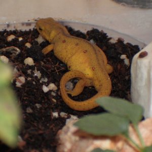 Eastern Newt