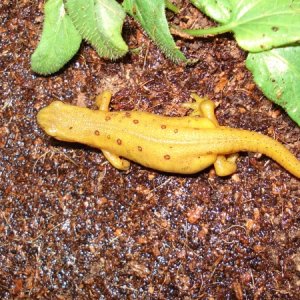 Eastern Newt