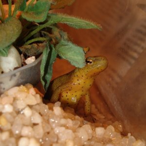 Eastern Newt