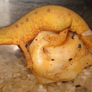 Eastern Newt