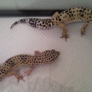 Leopard Gecko Pair