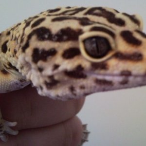 Leopard Gecko Pair