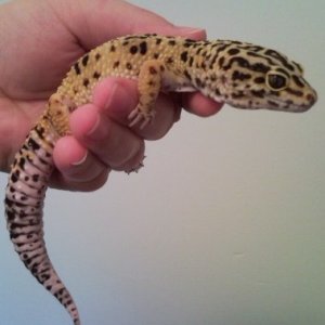 Leopard Gecko Pair