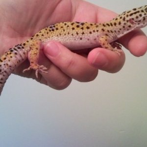 Leopard Gecko Pair