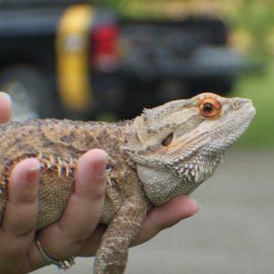 Bearded Dragon