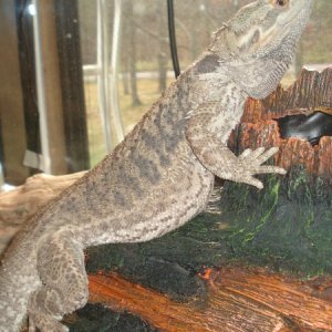 Bearded Dragon