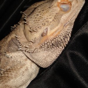 Bearded Dragon