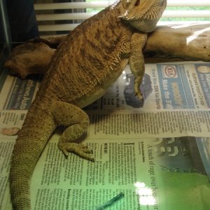 Bearded Dragon