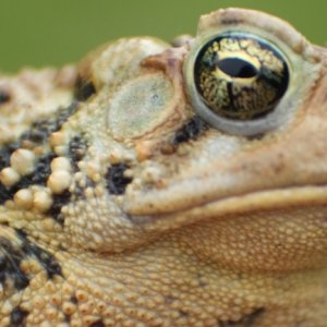 American Toads (babies &amp; adults)