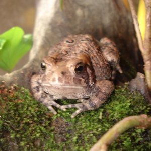 American Toads (babies &amp; adults)