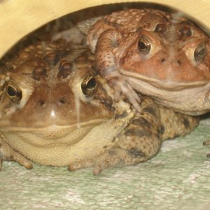 American Toads (babies &amp; adults)