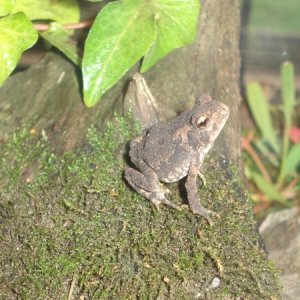 American Toads (babies &amp; adults)