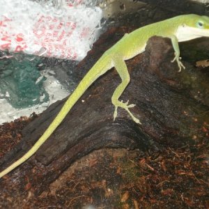 Green Anoles