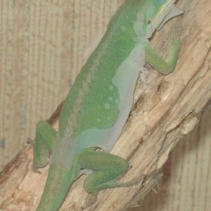 Green Anoles