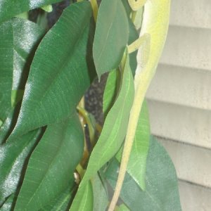 Green Anoles