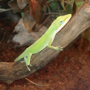 Green Anoles