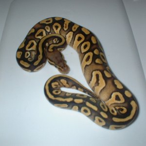 MOJAVES