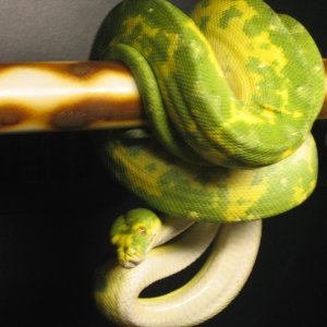 male gtp