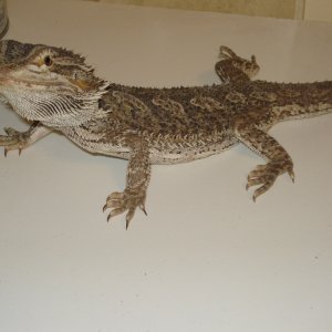 babybeardies015