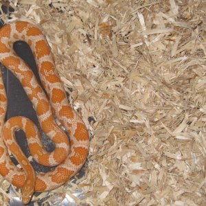 snakes_004