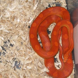 snakes_005