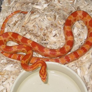 snakes_006