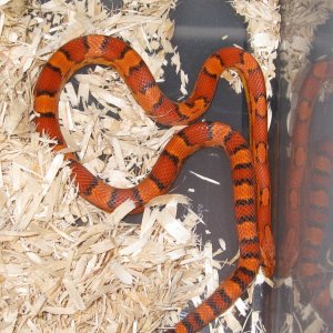 snakes_0071