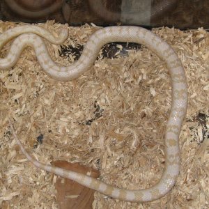 snakes_009