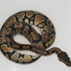 08_Normal_Ball_python_002