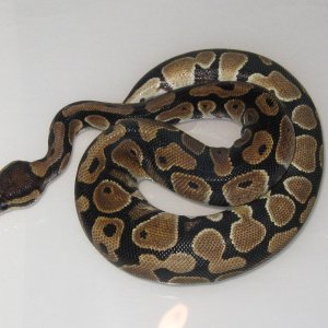 08_Normal_Ball_python_004