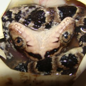 Two Headed False Water Cobra