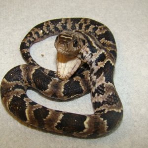 Two Headed False Water Cobra