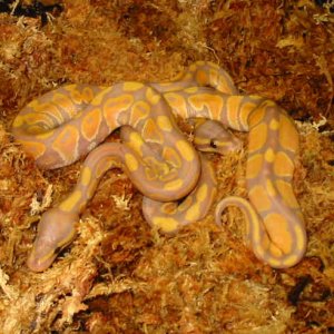 banana pastel and banana