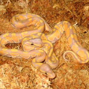 banana pastel and banana