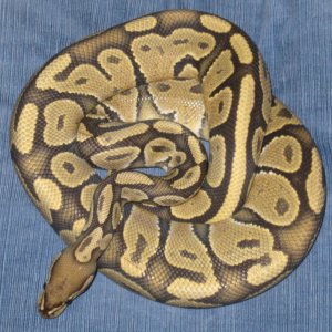 Butterscotch Ghost male