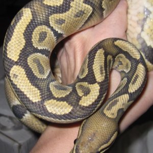 Butterscotch Ghost male