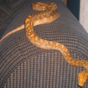 2009 purple retic