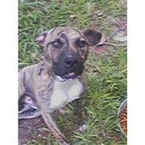marley man( 4yrs)