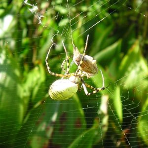 Itsie bitsie spider
