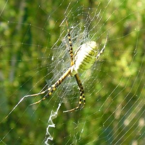 Itsie bitsie spider