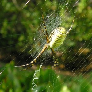 Itsie bitsie spider