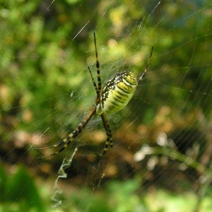 Itsie bitsie spider