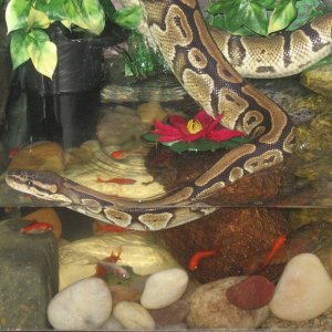 My Ball Python who lost her color!