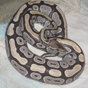 My Ball Python who lost her color!