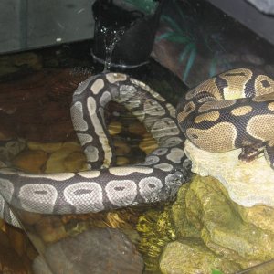 My Ball Python who lost her color!